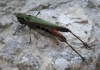 Omocestus (Omocestus) rufipes (Zetterstedt, 1821)