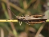 Omocestus (Omocestus) rufipes (Zetterstedt, 1821)