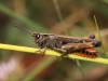 Omocestus (Omocestus) rufipes (Zetterstedt, 1821)