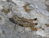 Omocestus (Dreuxius) minutissimus (Bolvar, 1878)