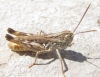 Omocestus minutissimus (Bolvar, 1878)
