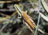 Omocestus (Dreuxius) minutissimus (Bolvar, 1878)