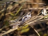 Omocestus minutissimus ? Omocestus minutissimus ?
