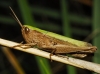 Omocestus (Omocestus) panteli (Bolvar, 1887)