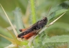 Omocestus (Omocestus) rufipes (Zetterstedt, 1821)
