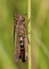 Omocestus rufipes (Zetterstedt, 1821)