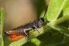Omocestus (Omocestus) rufipes (Zetterstedt, 1821)