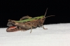 Omocestus (Omocestus) rufipes (Zetterstedt, 1821)