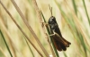 Omocestus (Omocestus) rufipes (Zetterstedt, 1821)