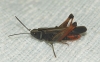 Omocestus (Omocestus) rufipes (Zetterstedt, 1821)