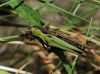 Omocestus (Omocestus) rufipes (Zetterstedt, 1821)