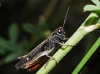 Omocestus (Omocestus) rufipes (Zetterstedt, 1821)