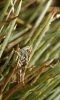 Omocestus (Dreuxius) minutissimus (Bolvar, 1878)