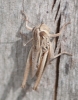 Omocestus minutissimus? Omocestus minutissimus?