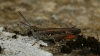 Omocestus raymondi (Yersin, 1863)