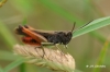 Omocestus (Omocestus) rufipes (Zetterstedt, 1821)