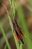 Omocestus (Omocestus) rufipes (Zetterstedt, 1821)