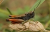Omocestus (Omocestus) rufipes (Zetterstedt, 1821)