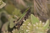 Omocestus (Omocestus) rufipes (Zetterstedt, 1821)