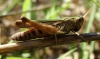 Omocestus (Omocestus) rufipes (Zetterstedt, 1821)