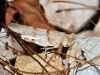 Sphingonotus sp.