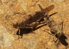 Sphingonotus sp.