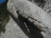 Sphingonotus sp.