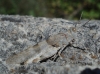 Sphingonotus sp.