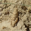 Sphingonotus sp.