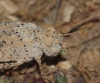 Sphingonotus sp. Sphingonotus sp.