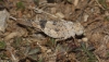 Sphingonotus sp. Sphingonotus sp.