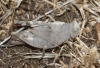 Sphingonotus sp. Sphingonotus sp.