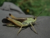 Stauroderus scalaris (Fischer de Waldheim, 1846)