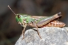 Stenobothrus fischeri Stenobothrus fischeri