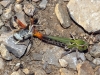 Stenobothrus grammicus ? 1/3 Stenobothrus grammicus ? 1/3
