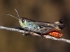 Stenobothrus grammicus ? 2/2 Stenobothrus grammicus ? 2/2