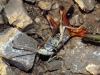 Stenobothrus grammicus ? 2/3 Stenobothrus grammicus ? 2/3