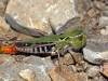 Stenobothrus grammicus ? 3/3 Stenobothrus grammicus ? 3/3