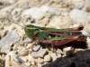 Stenobothrus grammicus Cazurro, 1888