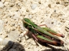 Stenobothrus grammicus Cazurro, 1888