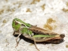Stenobothrus grammicus Cazurro, 1888