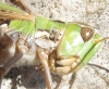 Stenobothrus grammicus Cazurro, 1888
