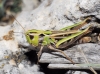 Stenobothrus grammicus Cazurro, 1888