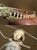 Stenobothrus grammicus Cazurro y Ruiz, 1888