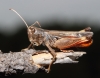 Stenobothrus lineatus? Stenobothrus lineatus?