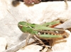 Stenobothrus sp. Stenobothrus sp.