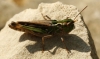 Stenobothrus cf. grammicus Cazurro, 1888