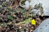 Stenobothrus grammicus Cazurro, 1888