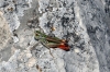 Stenobothrus grammicus Cazurro, 1888