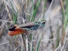 Stenobothrus grammicus Cazurro, 1888 Stenobothrus grammicus Cazurro, 1888